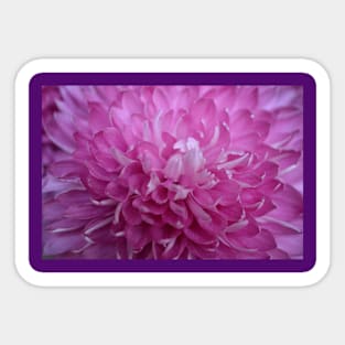 Purple Chrysanthemum Sticker